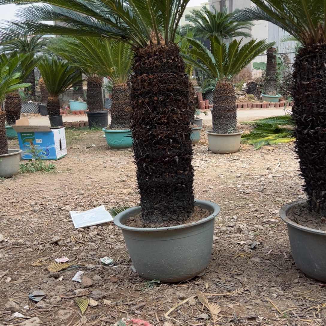 大部分花苞少量开放