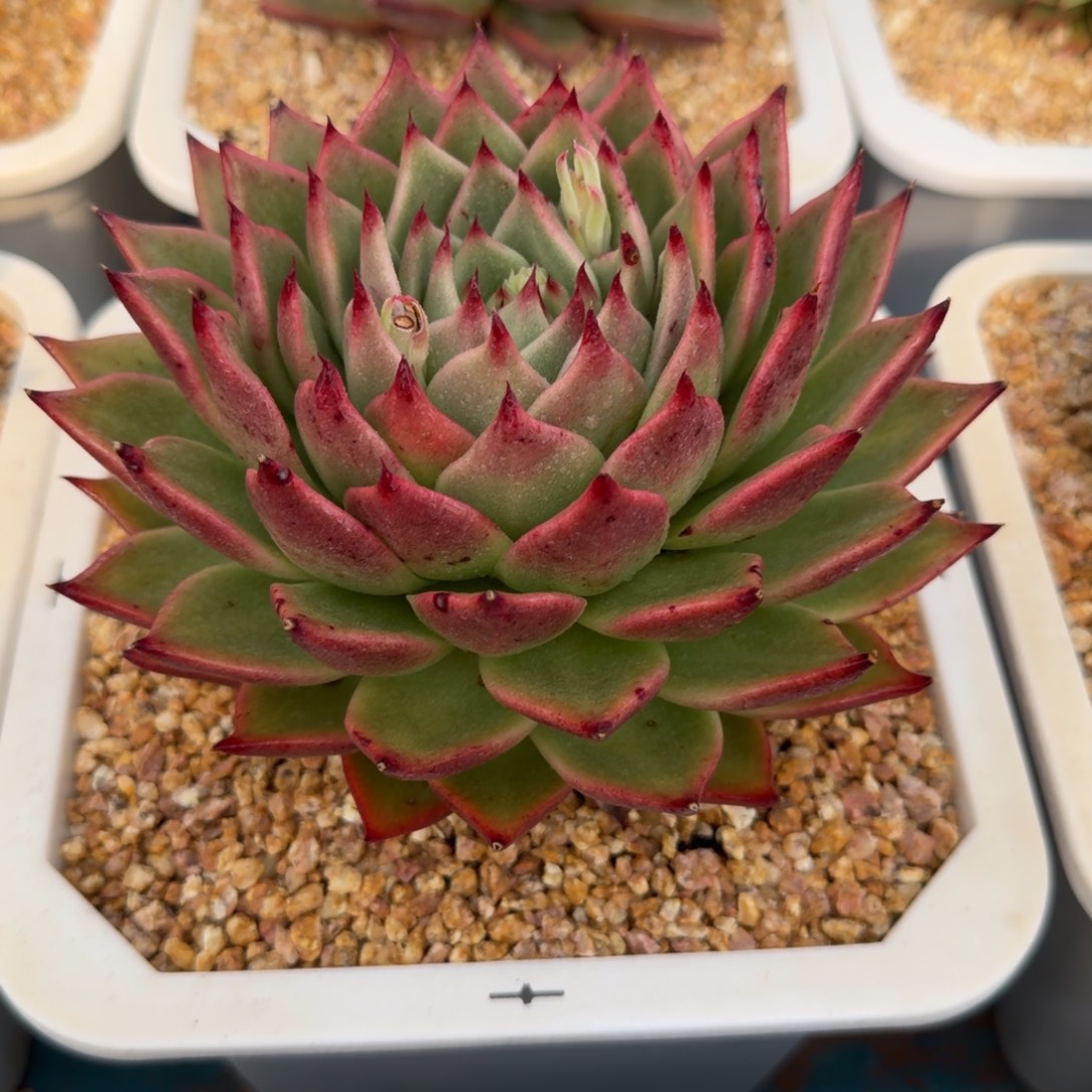 一物一拍，顺顺顺，14