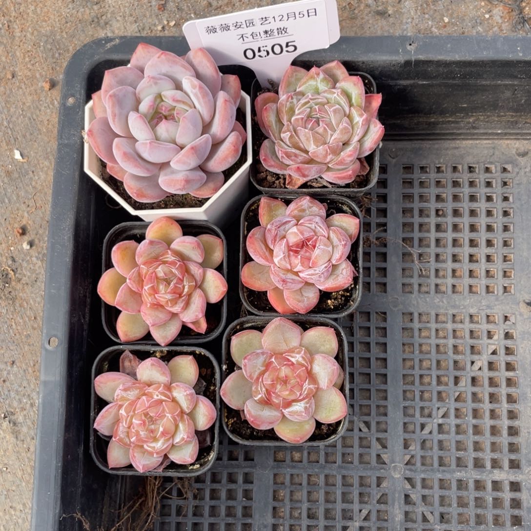 不包整散 盆子不售后0505