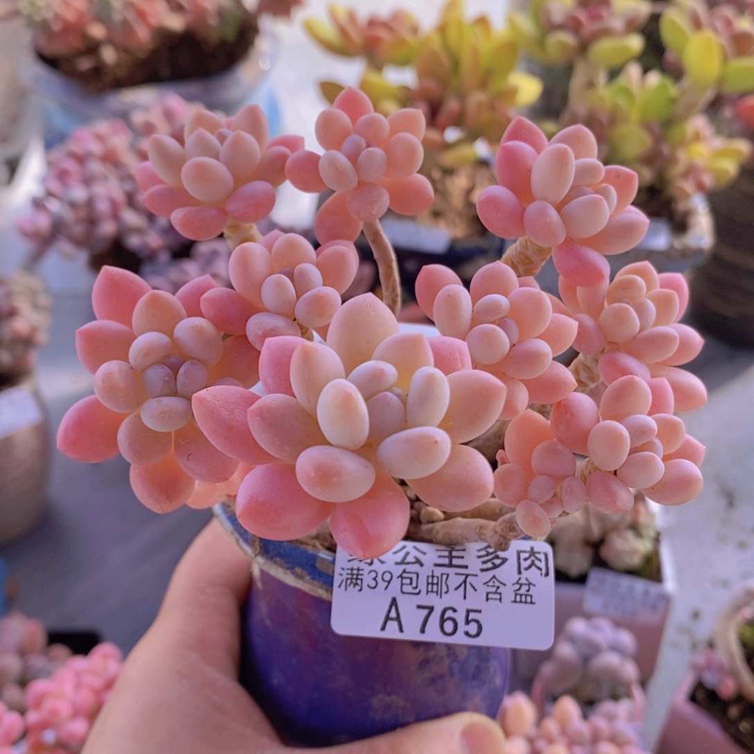 冰淇淋鱼子酱老桩10cm765多肉植物