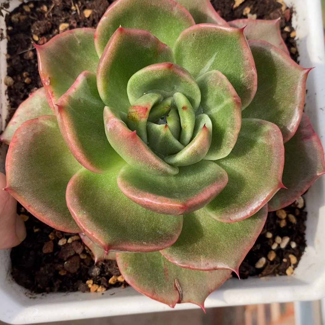 代***～无花朵东云系多肉植物