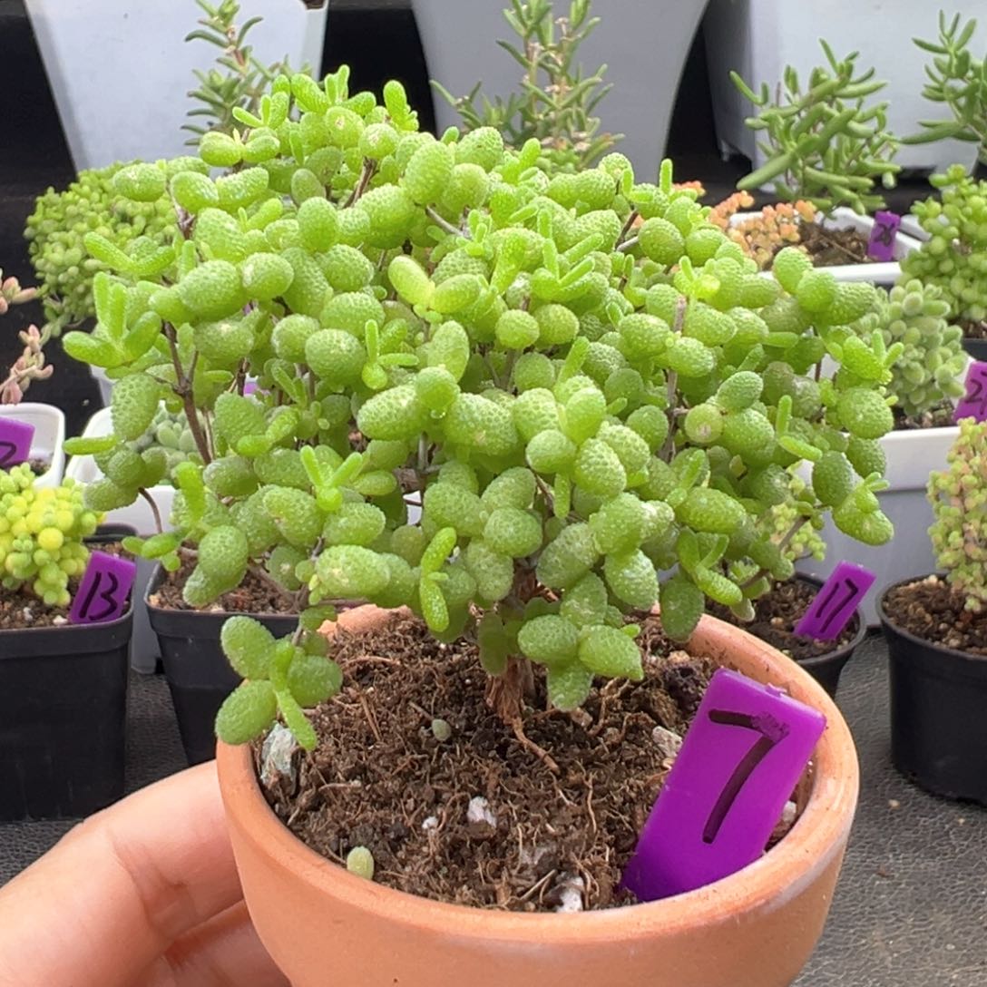 7号蜜橘飘桩一物一拍