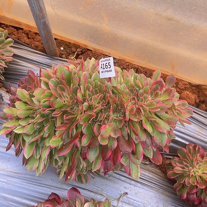 浮**尽165粉女郎缀多肉植物