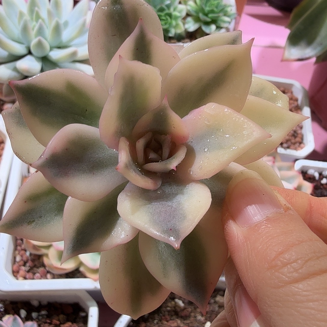 露西娜锦，多肉植物