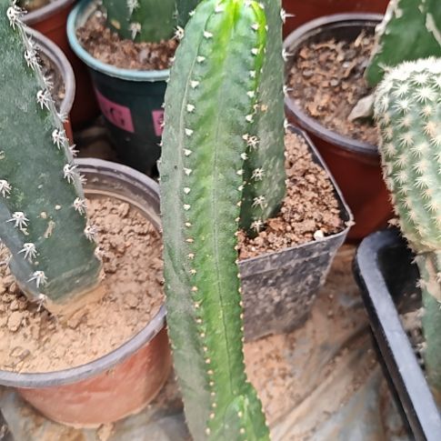 明虾仙人球大侧芽99