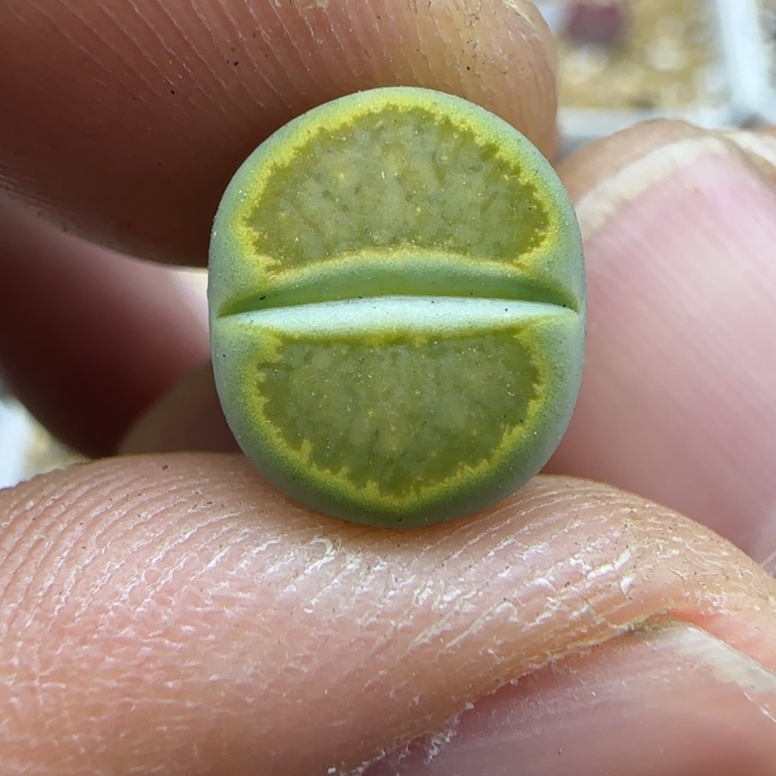 797 生石花大棚直播