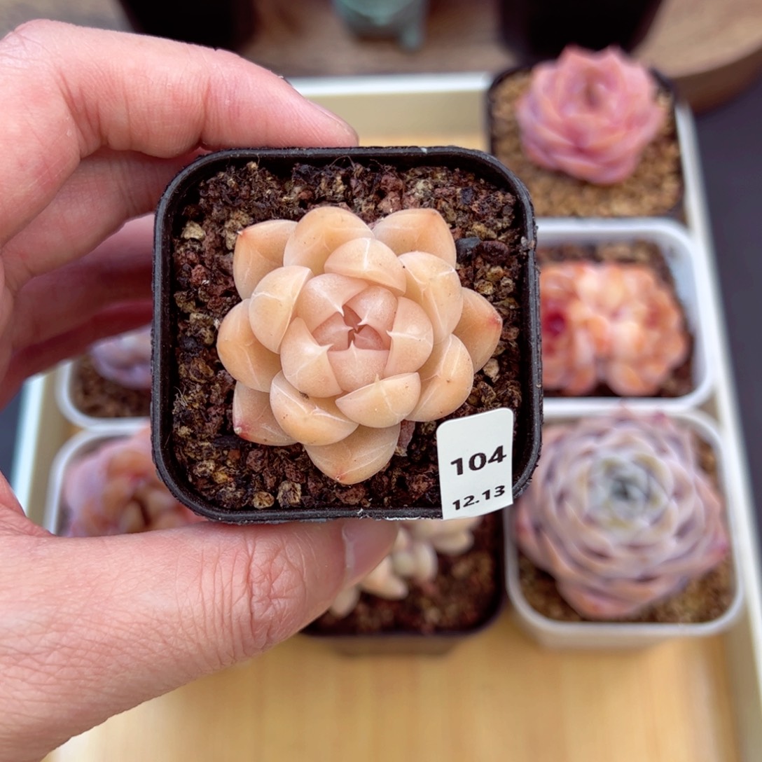 好好看104、哈哈哈哈