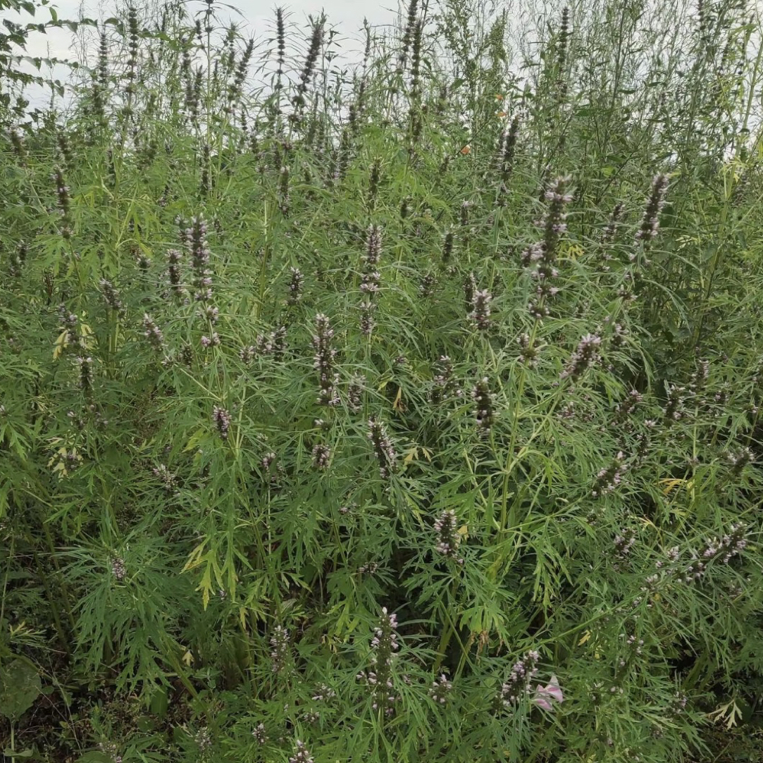 新鲜的益母草纯手工晾晒