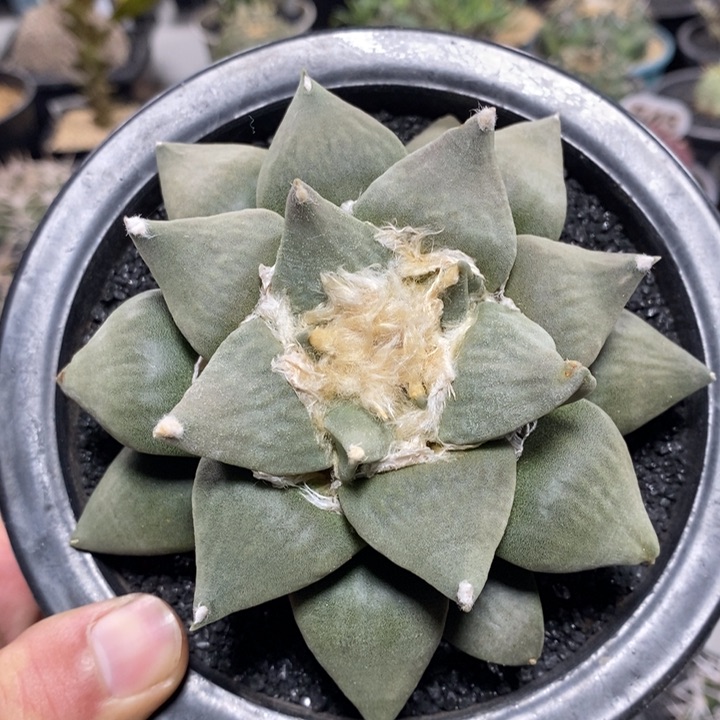 实生岩牡丹213号11cm