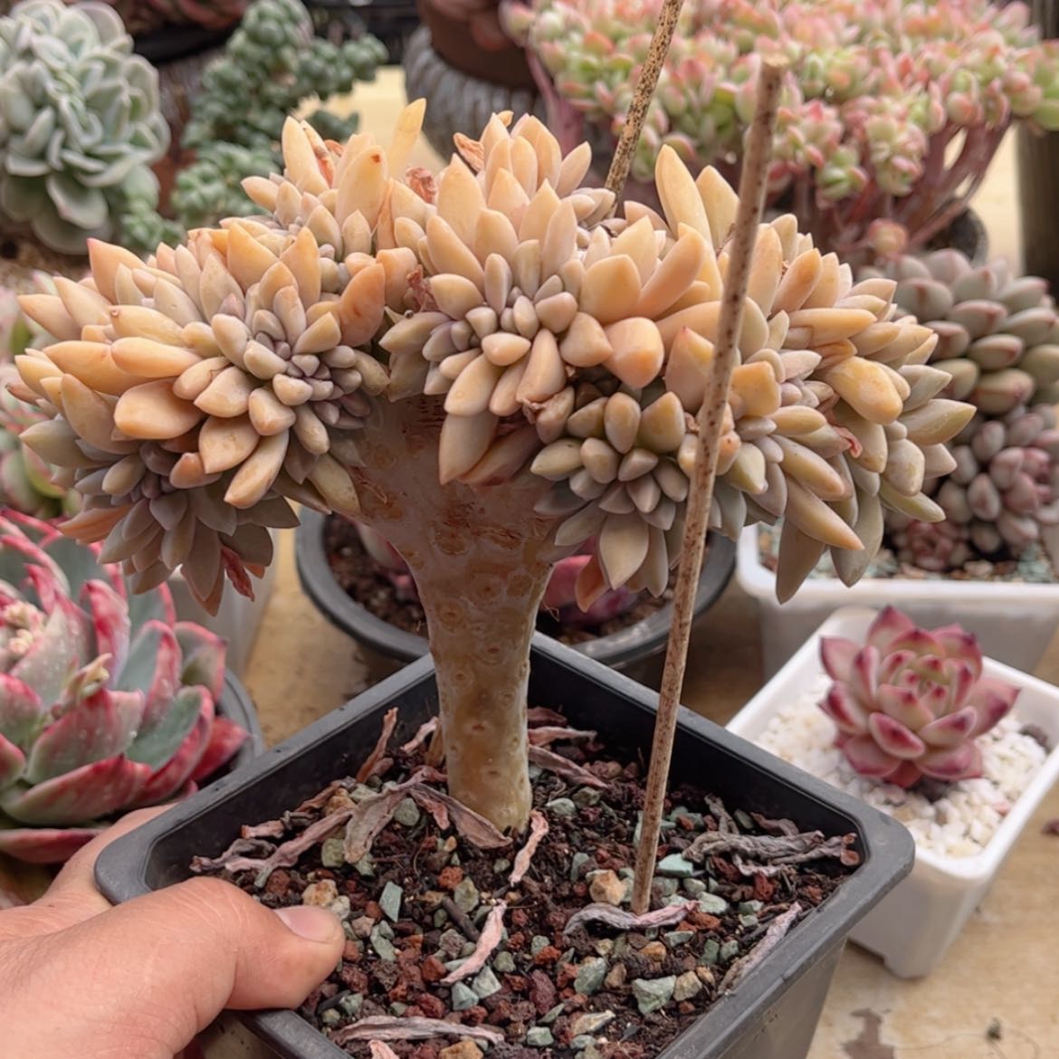 【闪购商品】433淡雪缀