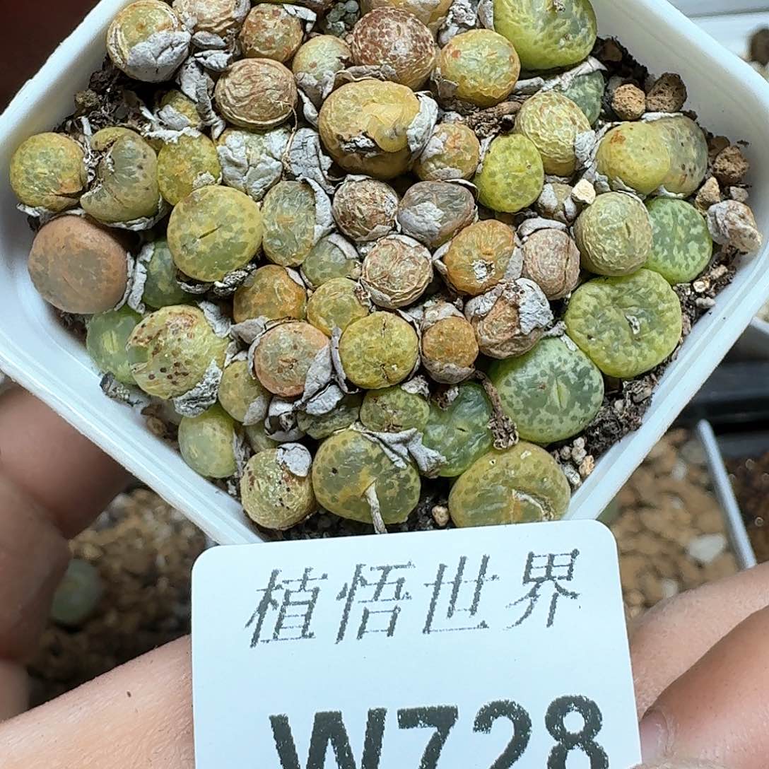 728盒的植物群cfn