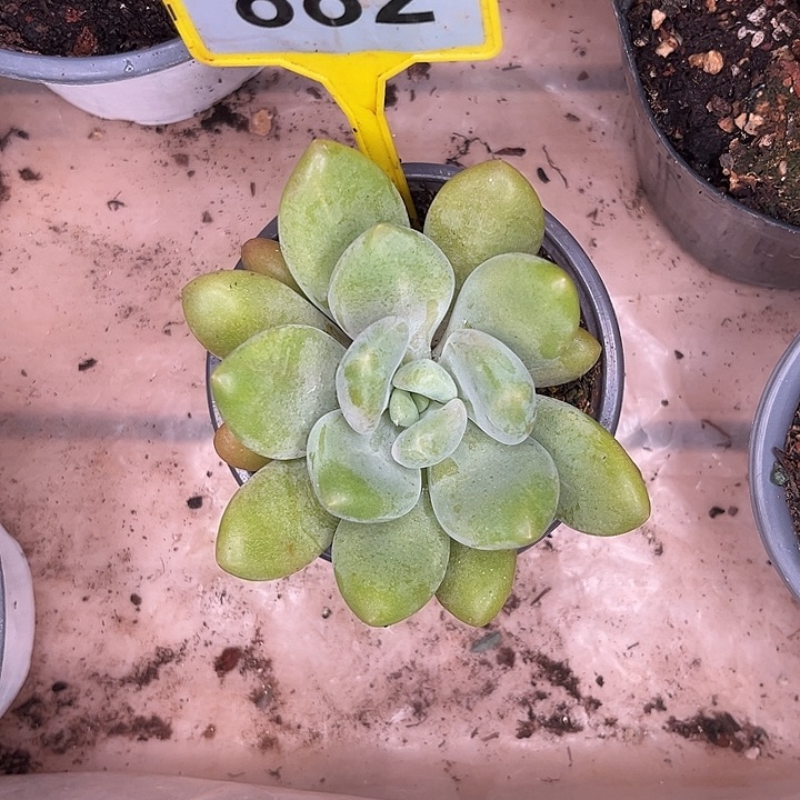 多肉植物胖体x系882