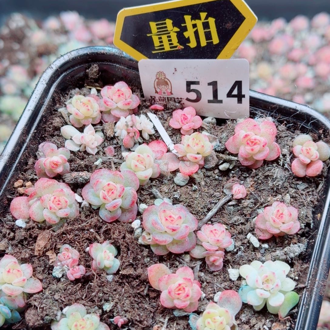 多肉植物多肉植物