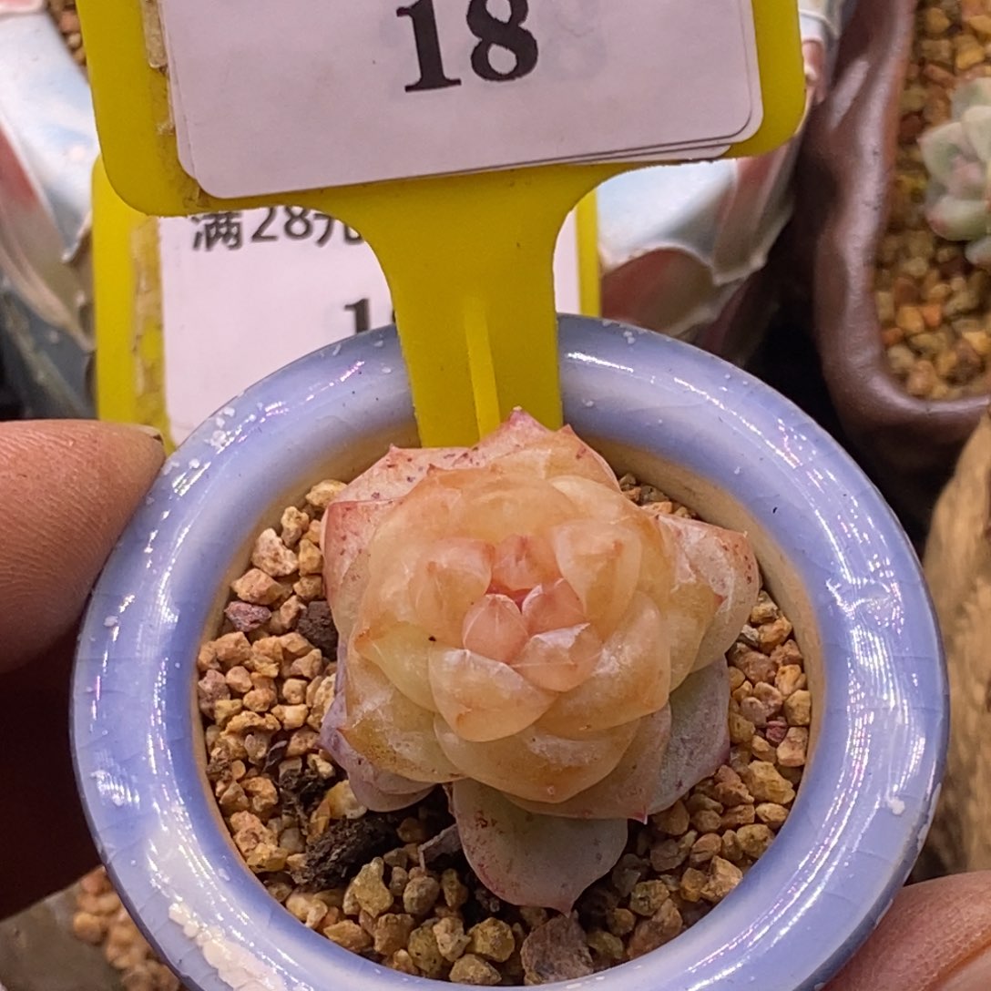 518超级粉钻多肉