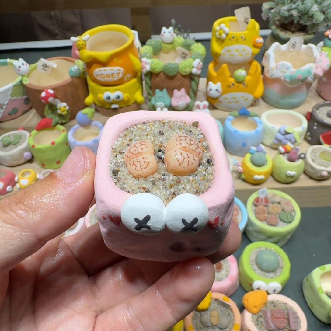 红陶蘑菇582大白