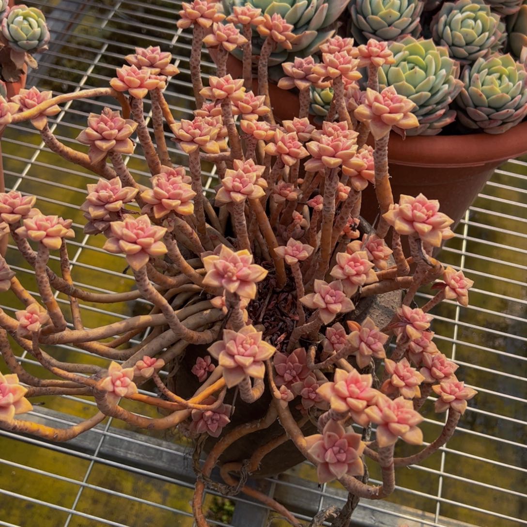 阿伦培大盆多肉植物