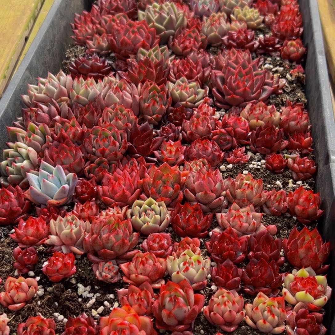 711多肉葡萄的味道是真的