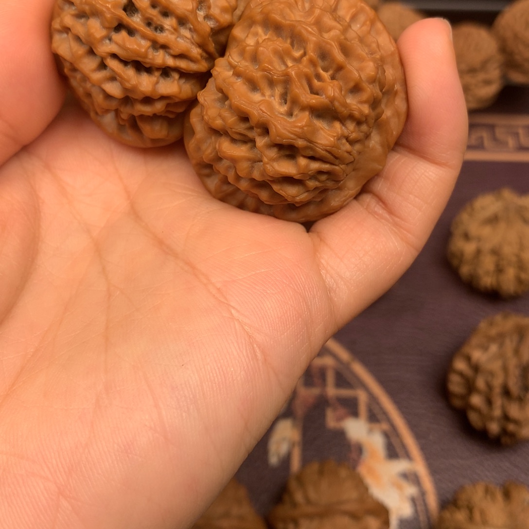 爱**华秦岭森林生态系统中最