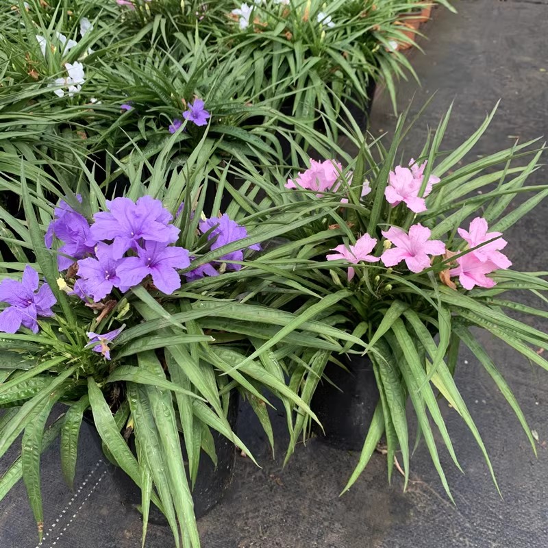 高杆矮款矮化翠芦莉紫花蓝色粉色耐热耐阴耐热喜水开花机器绿植