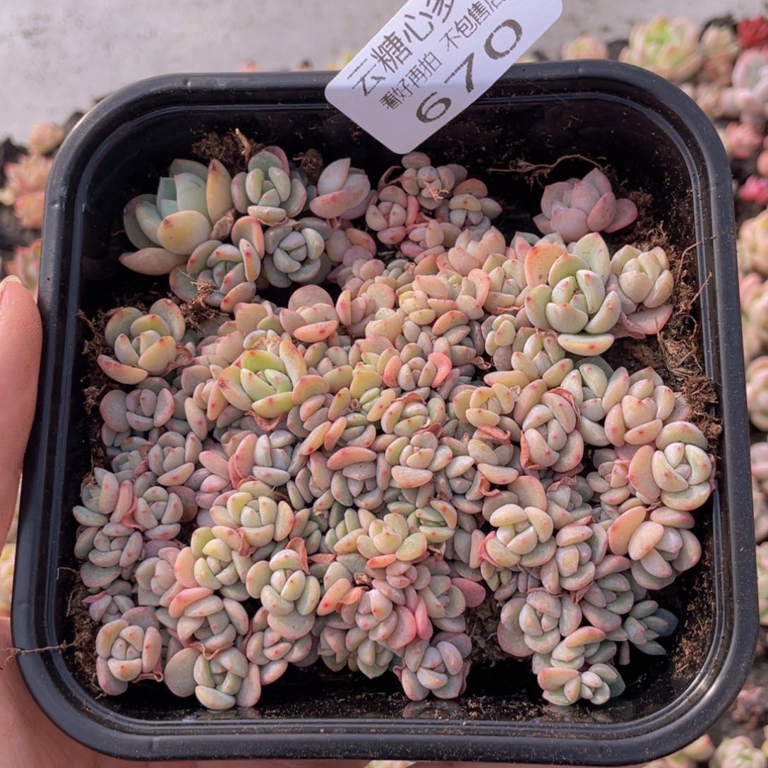 云糖心多肉植物670