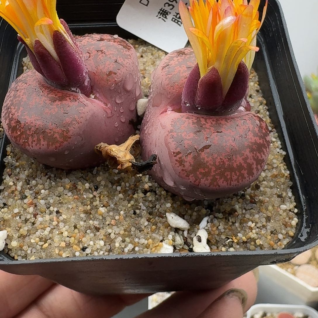 818多肉哈哈哈哈哈哈哈