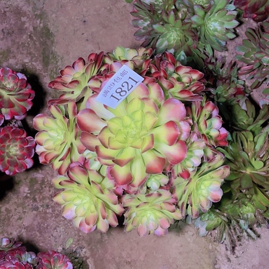 821韶华多肉植物