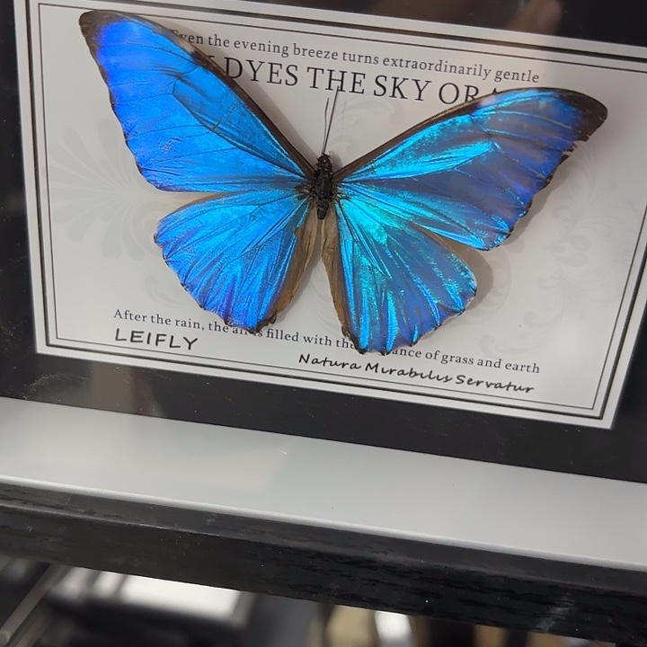 可***喵蝴蝶标本定制235@