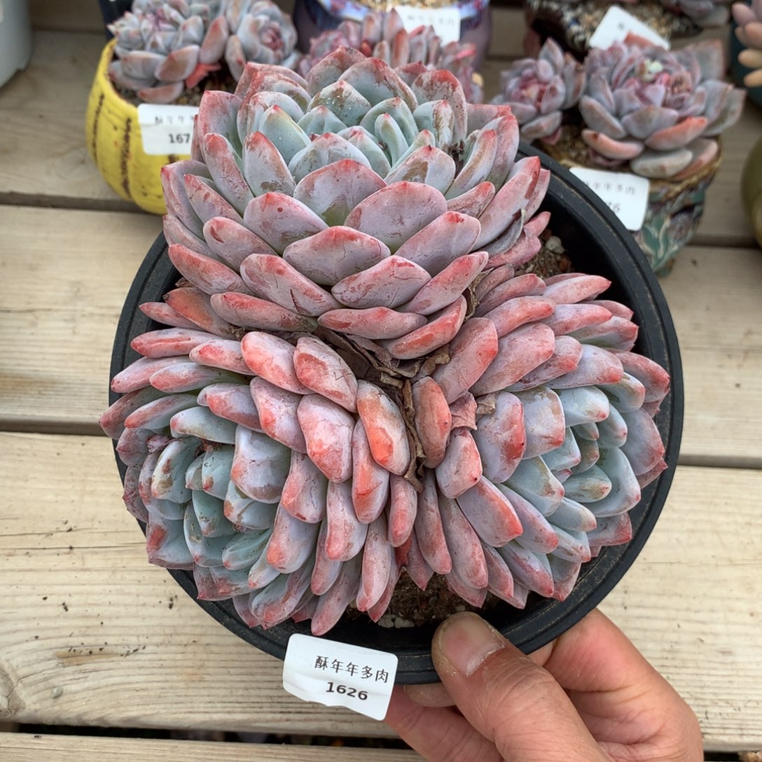 1626橙梦露多肉一颗15厘米