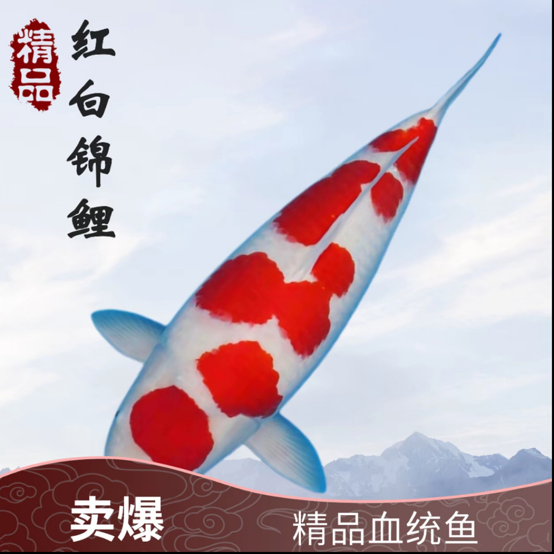 直播35-40cm链接日本血统锦鲤御三家冷水淡水观赏鱼纯种好养耐活