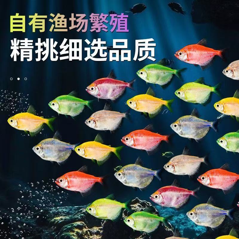 七彩天使鱼小型热带观赏鱼淡水鱼好养易活新手练手闯缸草缸小鱼