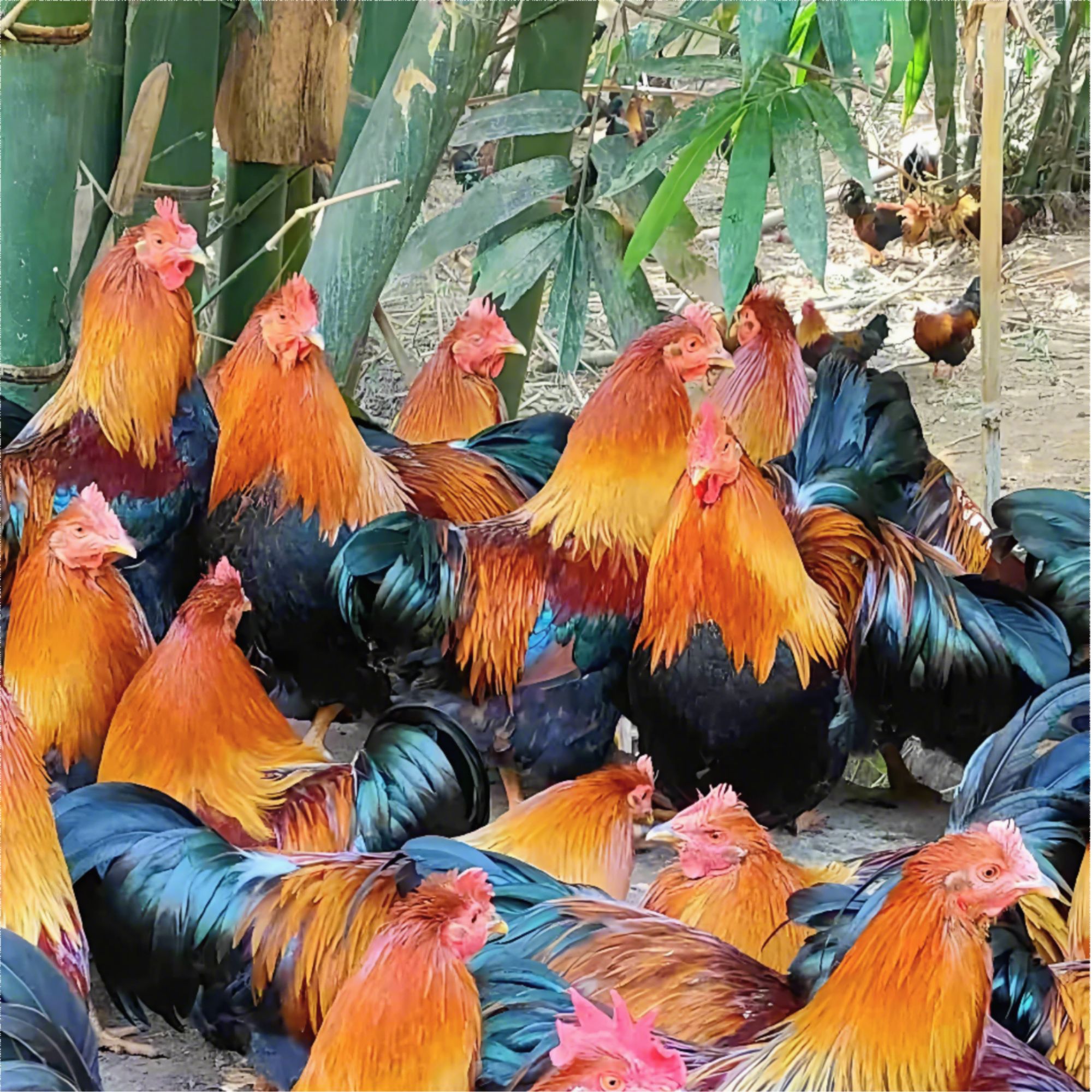 [300天清远扇鸡]1只新鲜现杀清远1号扇鸡阉鸡 广东清远发货/顺丰