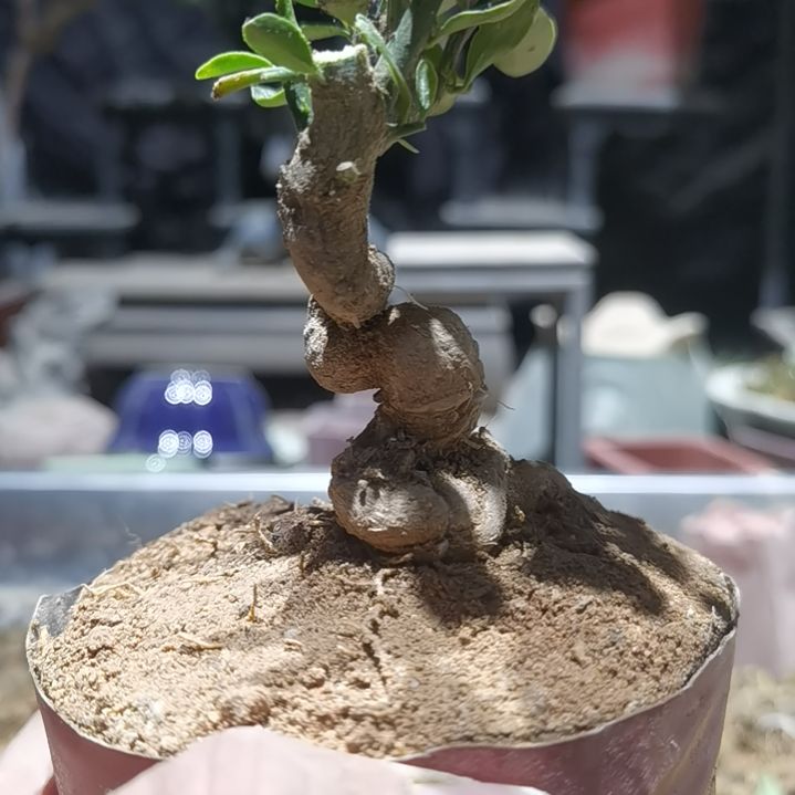 突***步完全开放金豆小橘子绿植