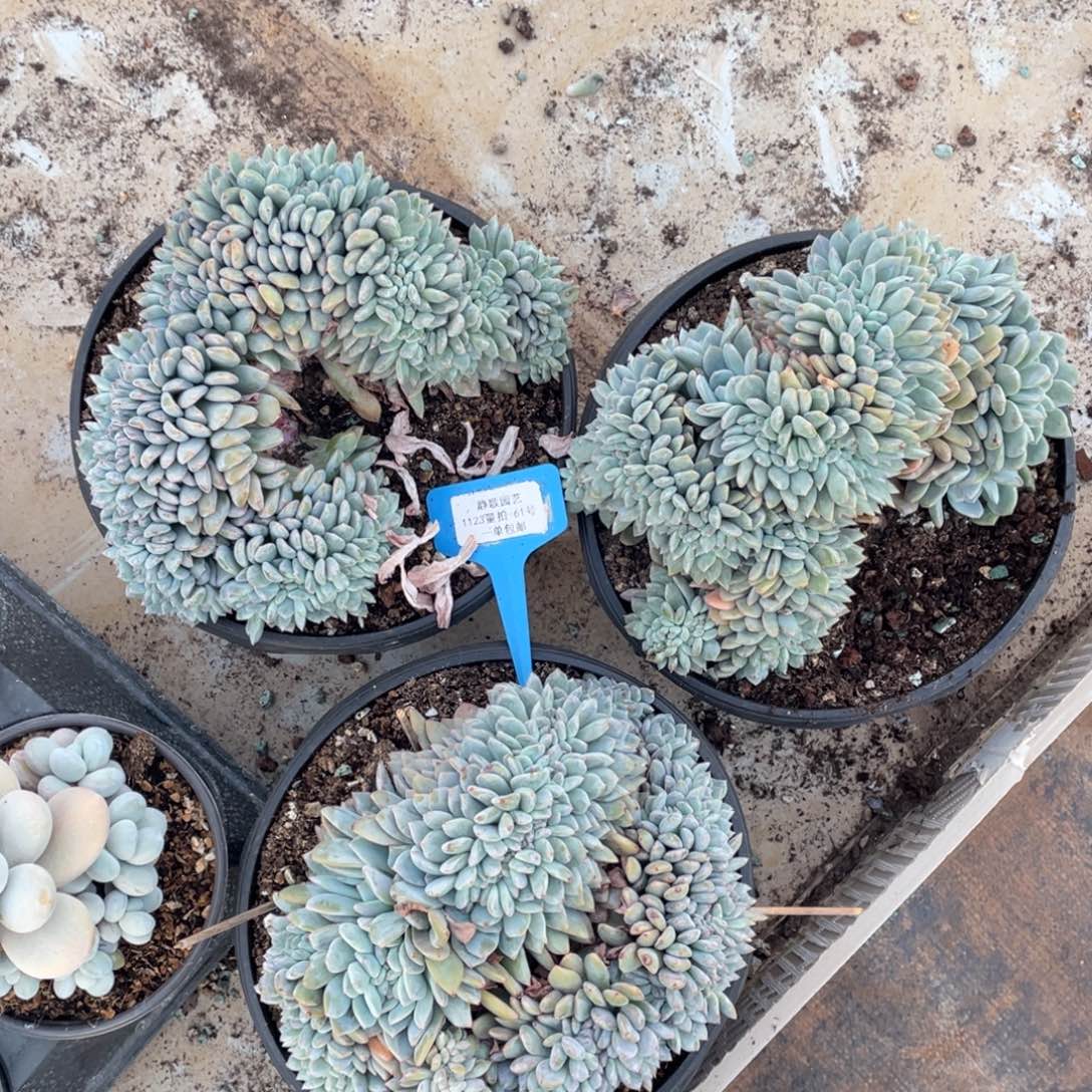 1123-61-梦露缀化超大母本一颗