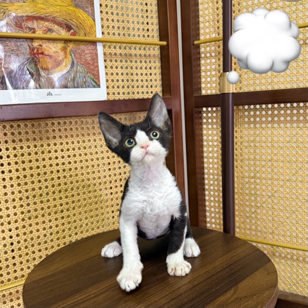 【ZF.Q德文卷毛猫】黑白开脸弟弟，爆毛甜美，一针疫苗