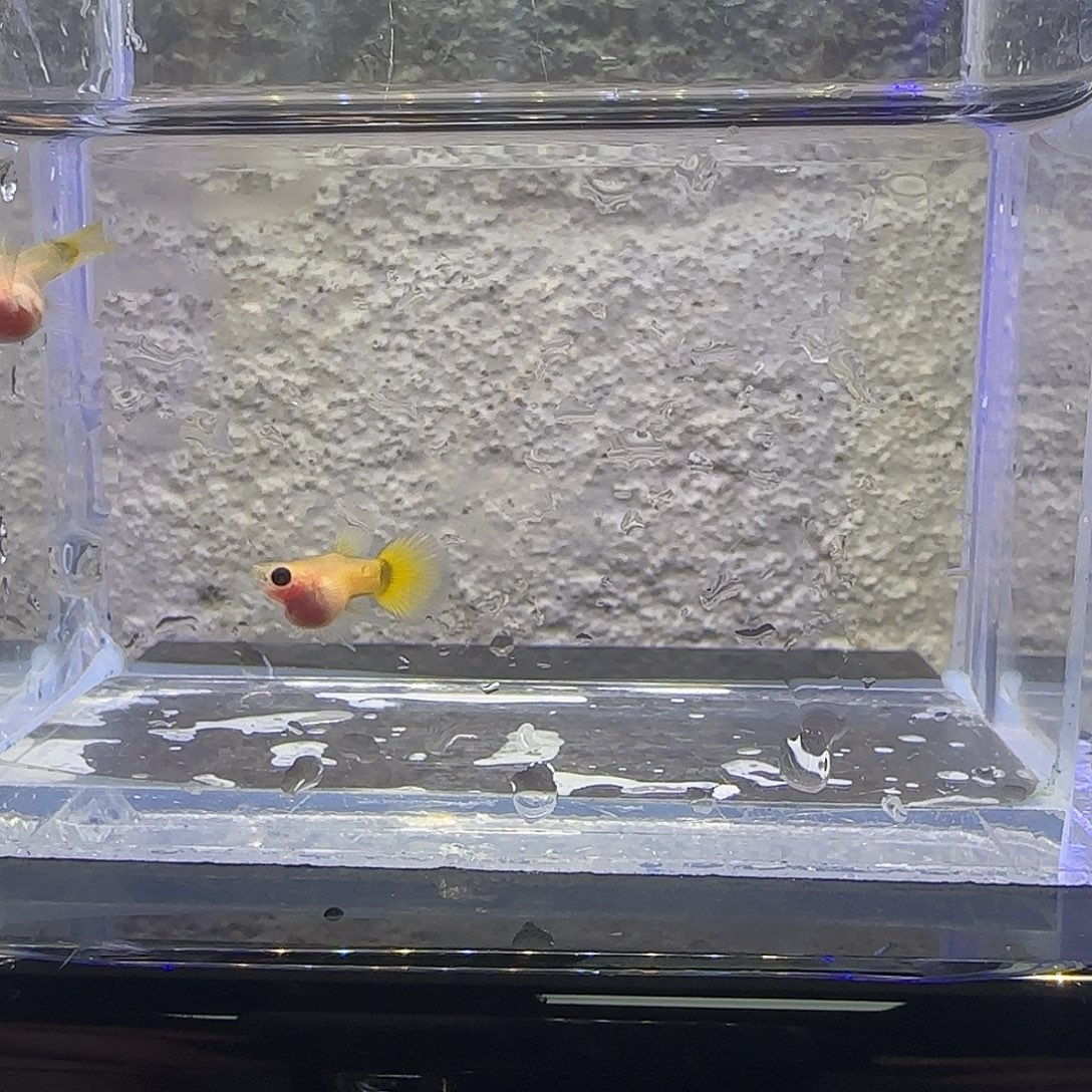 孔雀鱼黄金玻璃猫球。78号