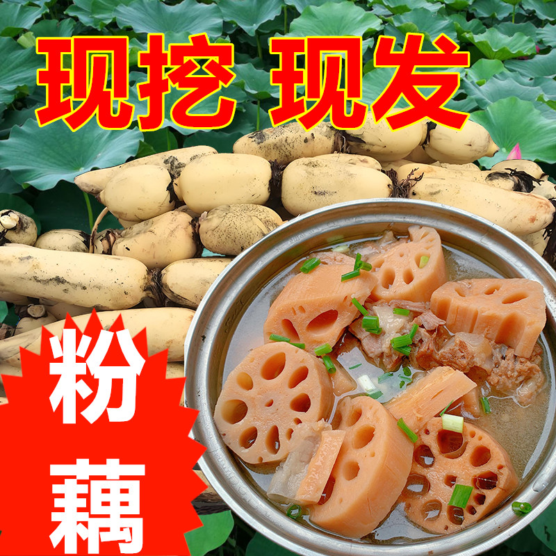 【新店特惠冲量】湖北新鲜粉藕煲汤莲藕粉糯粉藕现挖现发粉藕