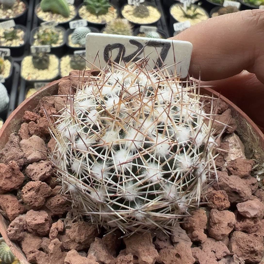 037雪花丸实生仙人球