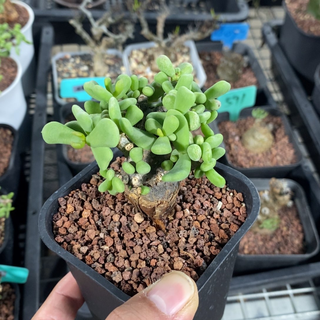 延寿城多肉植物一个