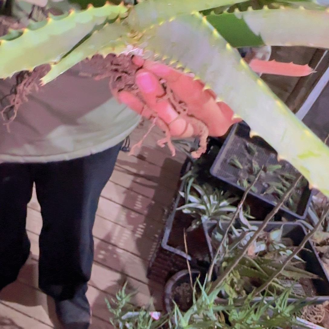 C***哇块根植物块根植物