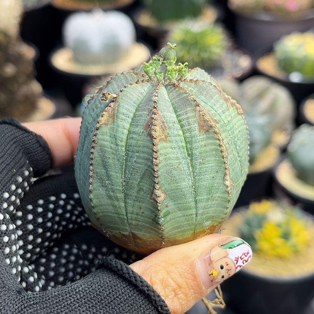 布纹Zzzzzzzzzzzzxzz