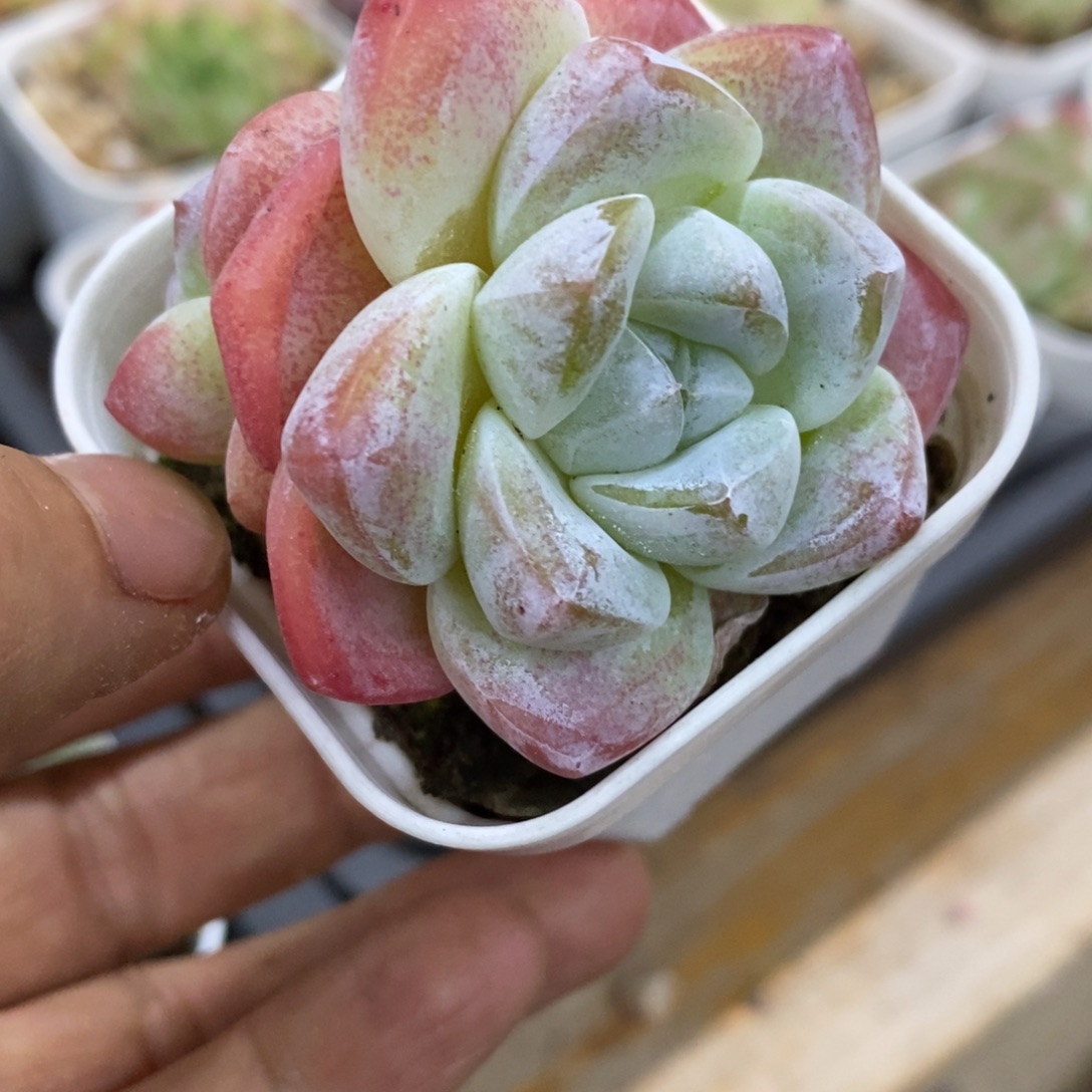 精品多肉一一物一拍不包整82
