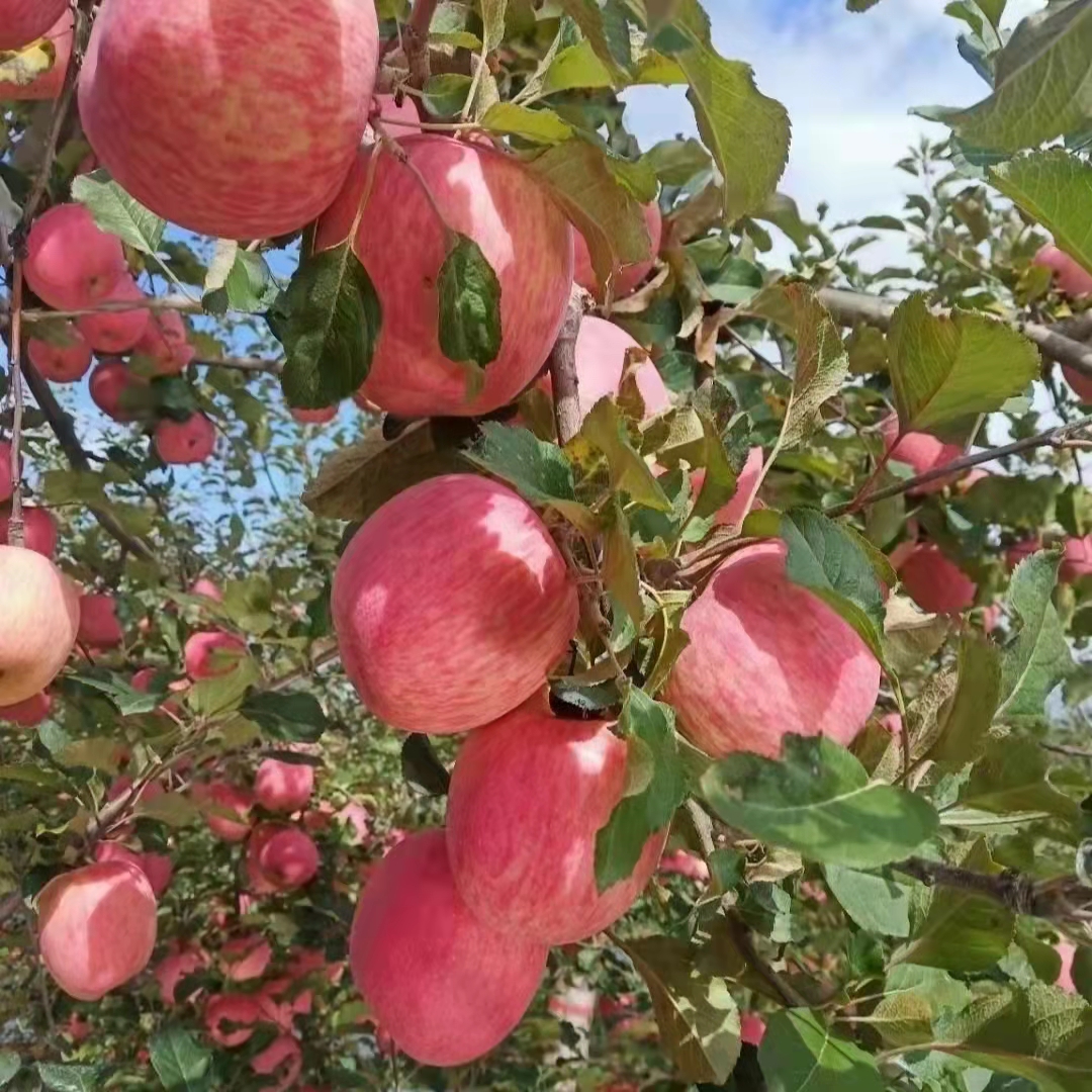 1产地直发【正宗延安洛川红富士苹果脆甜多汁皮薄肉厚】