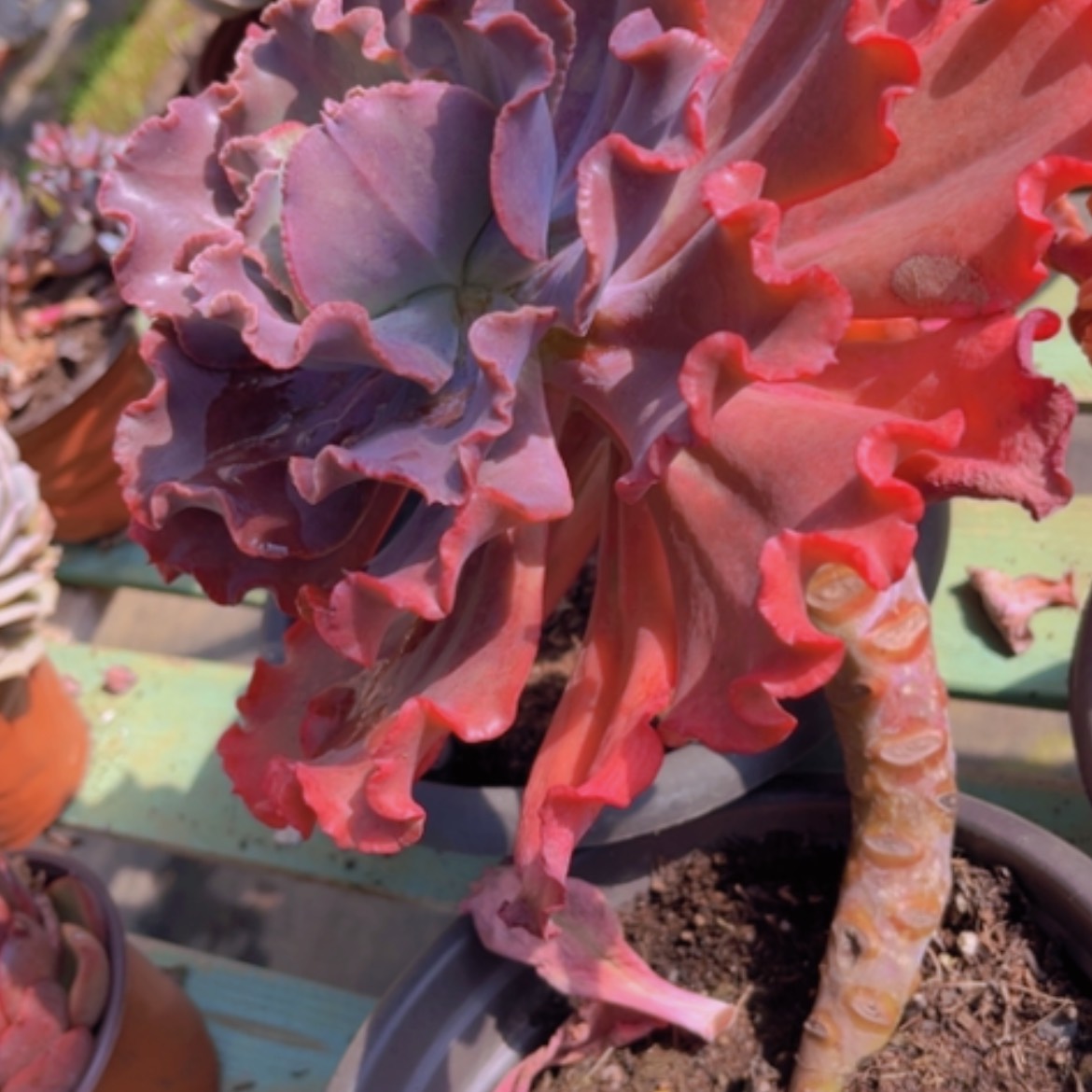 【闪购商品】红婚纱1348