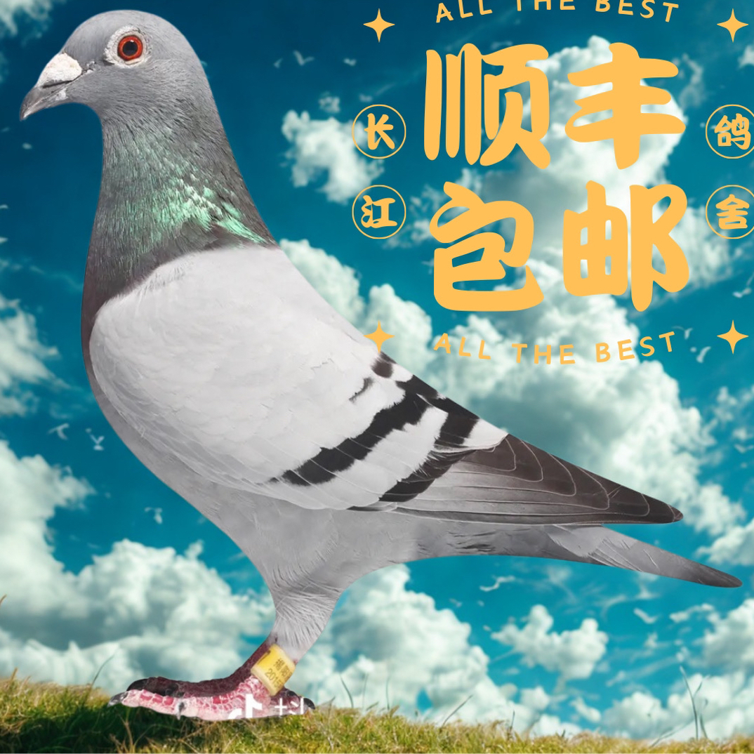 长江鸽舍精品赛鸽成绩鸽