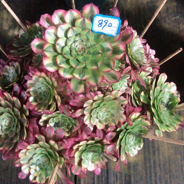 890祝融多肉法师