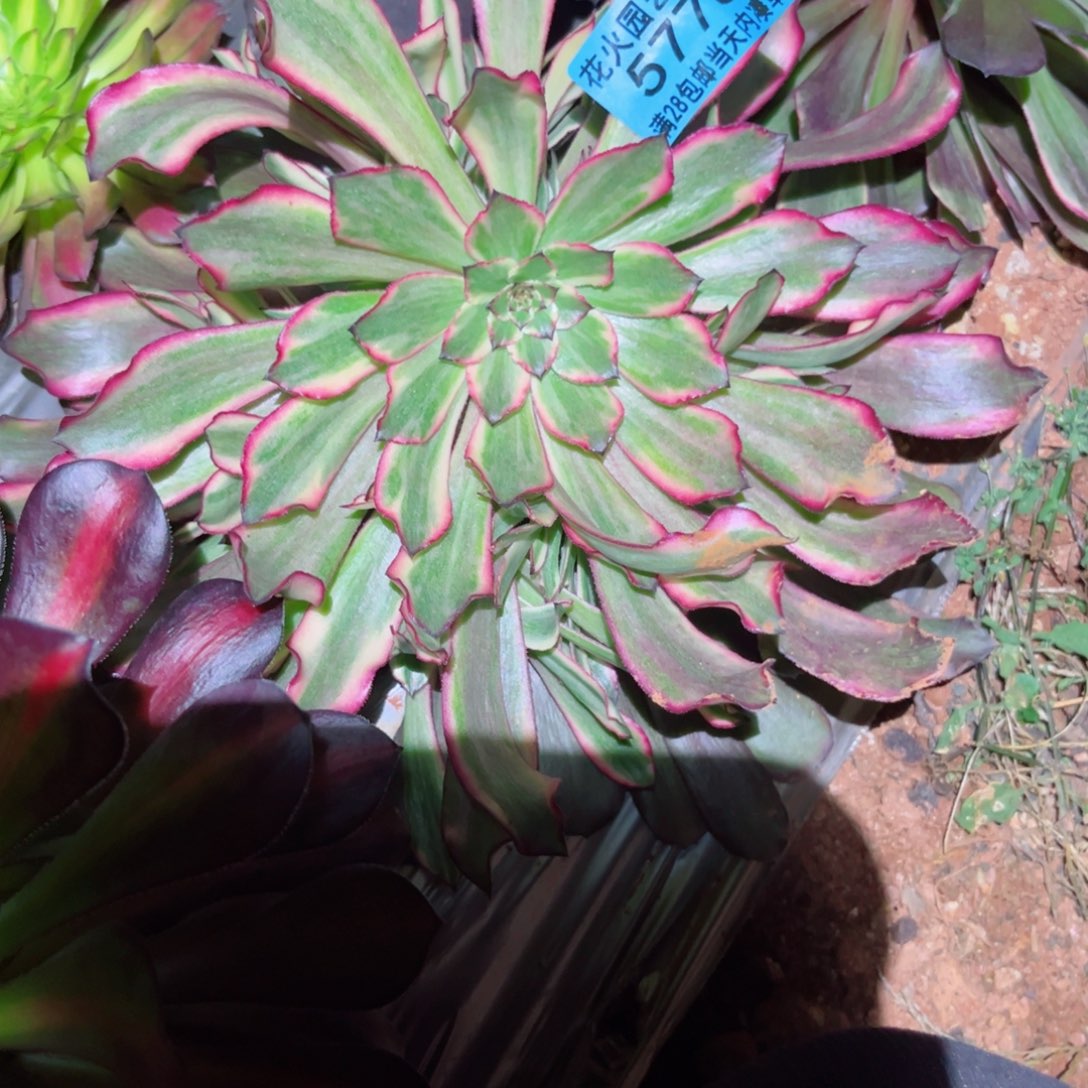 血姬5778多肉植物