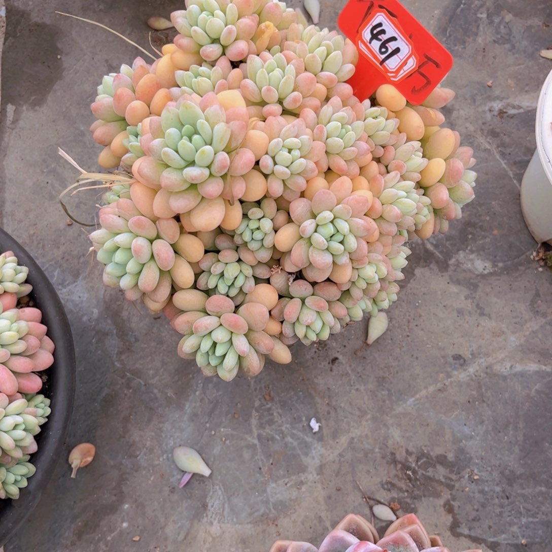 星*鱼子酱461多肉植物