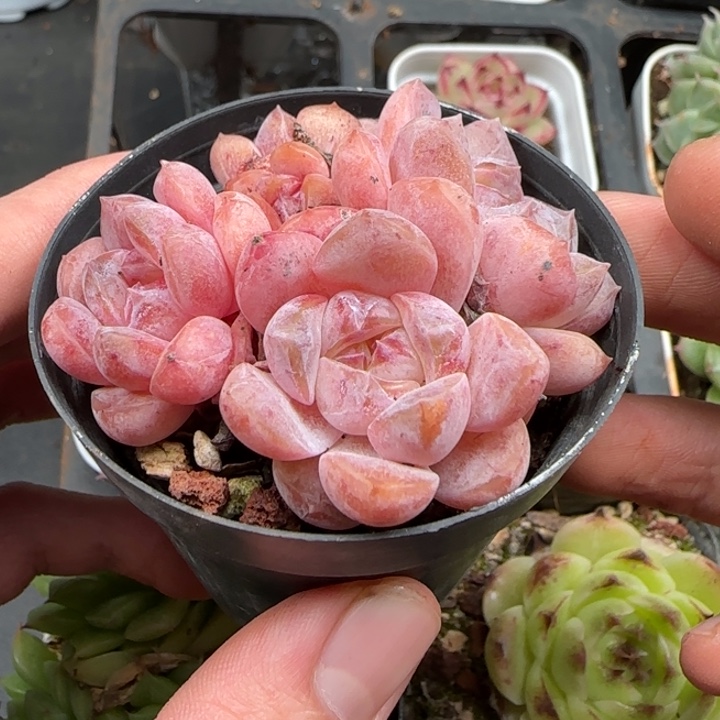 一物一拍糖心群生