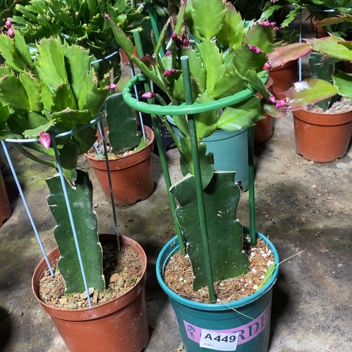 当前无花栽培后可以开花冬***·449嫁接083