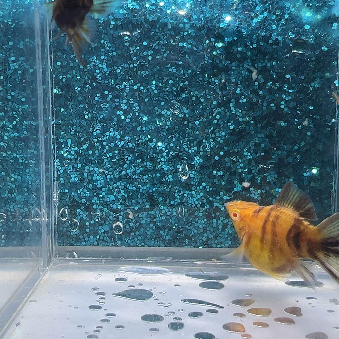 孔雀鱼可可大理石玛丽一对 00047